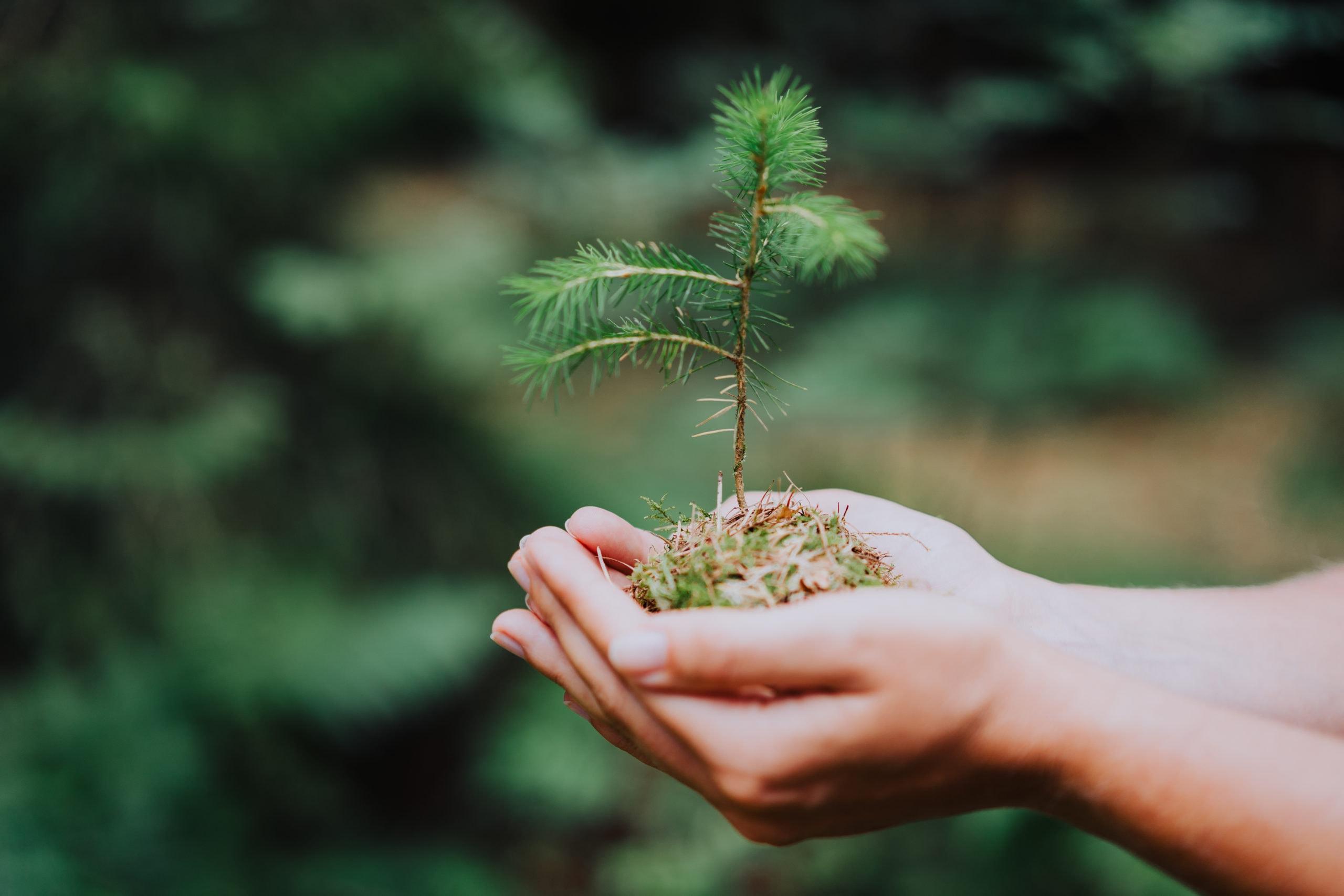6,046 Donated Tree Plants to End the Year 2020 - Nordic Business Forum